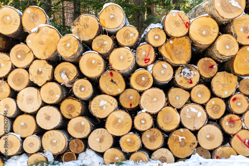 stack of logs  with snow