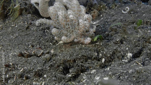 A large spotted nudibranch crawls on the black volcanic sand that lies at the bottom of the sea. The current swings it from side to side.
Solar Powered Phyllodesmium (Phyllodesmium longicirrum). photo