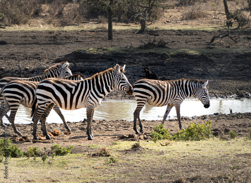 zebras in on the savannah