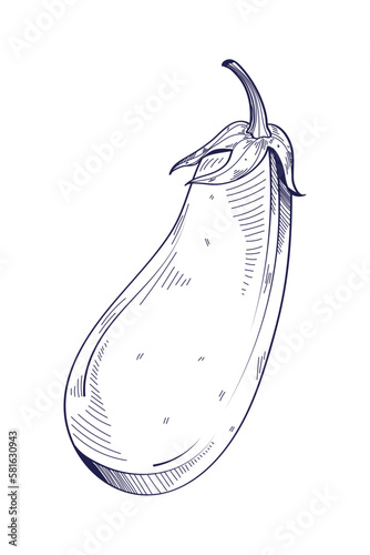 eggplant hand drawn food
