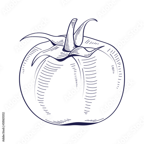 tomato hand drawn food
