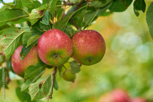 An apple per day keeps the doctor away. Apple-picking has never looked so enticing - a really healthy and tempting treat.