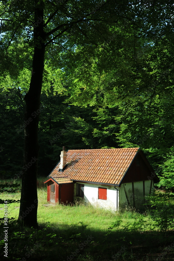 old house in forest