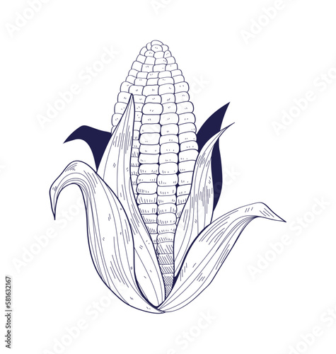 corn hand drawn food