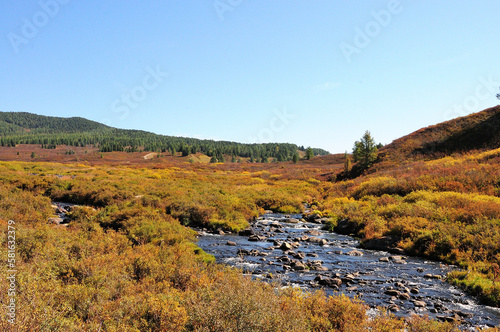 A small turbulent stream flowing down from the mountains through the autumn tundra overgrown with oxen.