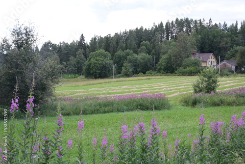 meadow with flowers