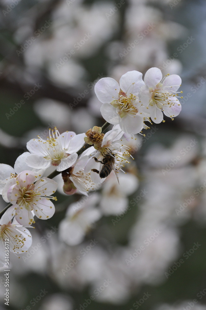 A close up photo of white Plum flowers (Apricot) on multiple branches in spring and a bee sitting on a flower