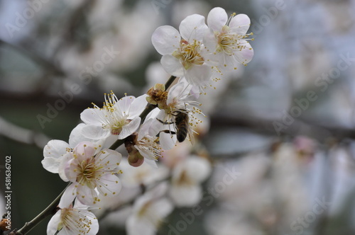 A close up photo of white Plum flowers (Apricot) on multiple branches in spring and a bee sitting on a flower