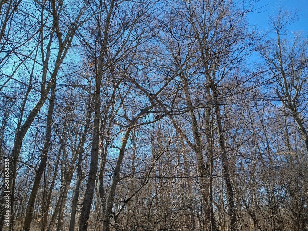 Robin Perched in Twining Branches Outside March Woodland Robin Perched in Twining Branches Outside March Woodland