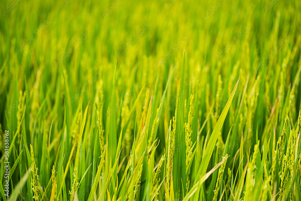 Rice plantation in sunlight. Farm field background. Rice plantation in sunlight. Farm field background.