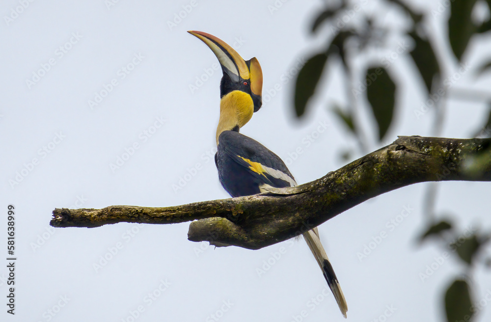 Obraz premium GREAT INDIAN HORNBILL SITTING ON A TREE PERCH 
