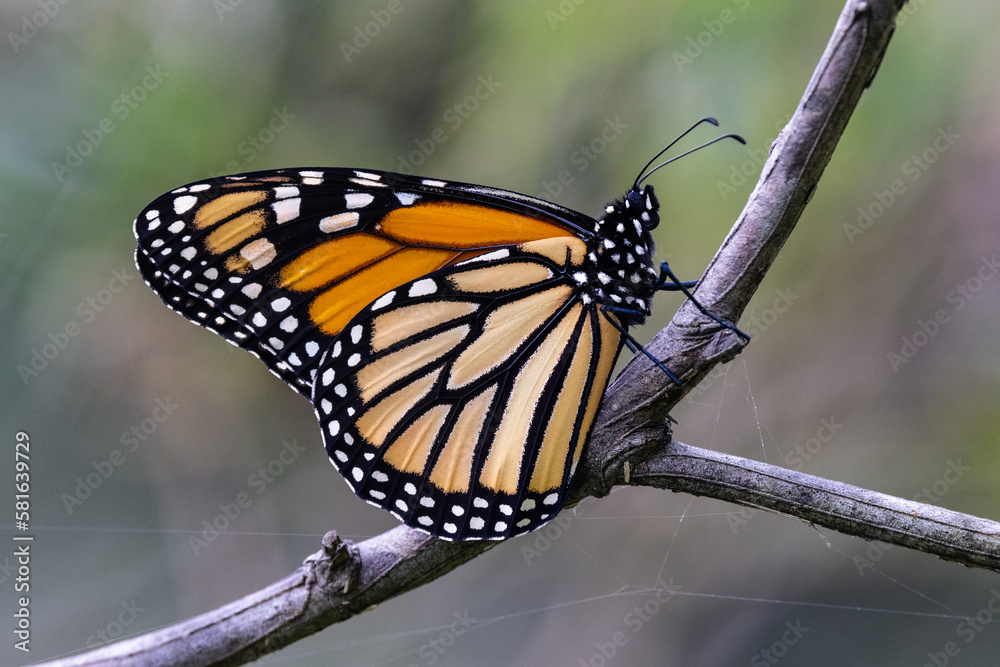 Naklejka premium Monarch or Wanderer Butterfly resting on branch