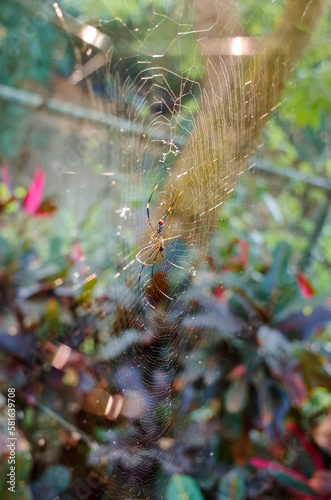 Large human face spider (Nephila pilipes) resting on his large spider web in Tainan, Taiwan forest.