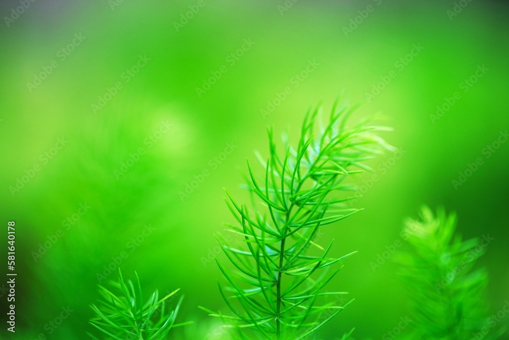 green leaf on background blur