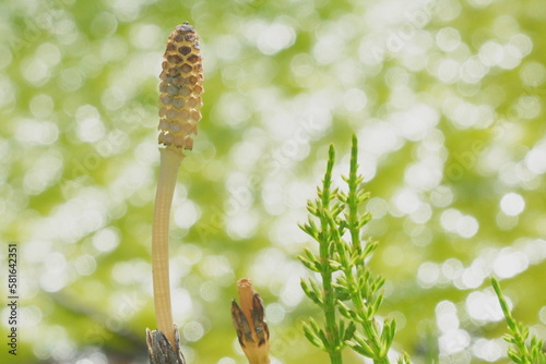 horsetail in spring