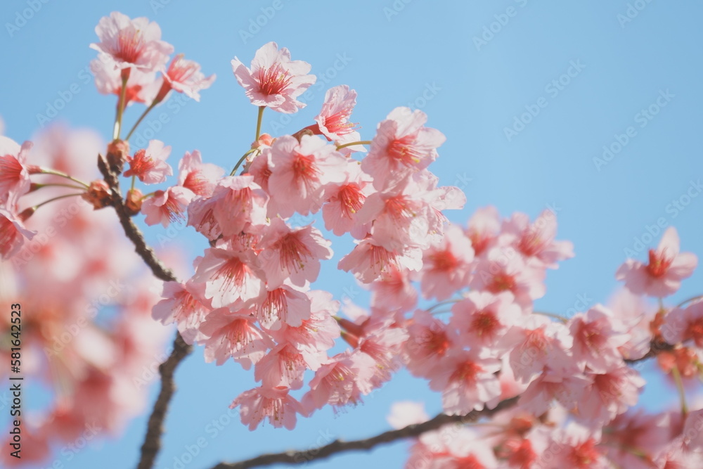 Yokohama Hikan Sakura Yokohama Hikan Sakura