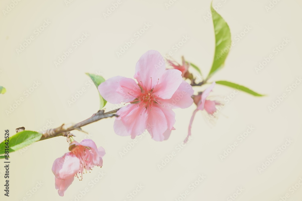 Flower peach