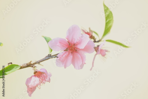 Flower peach