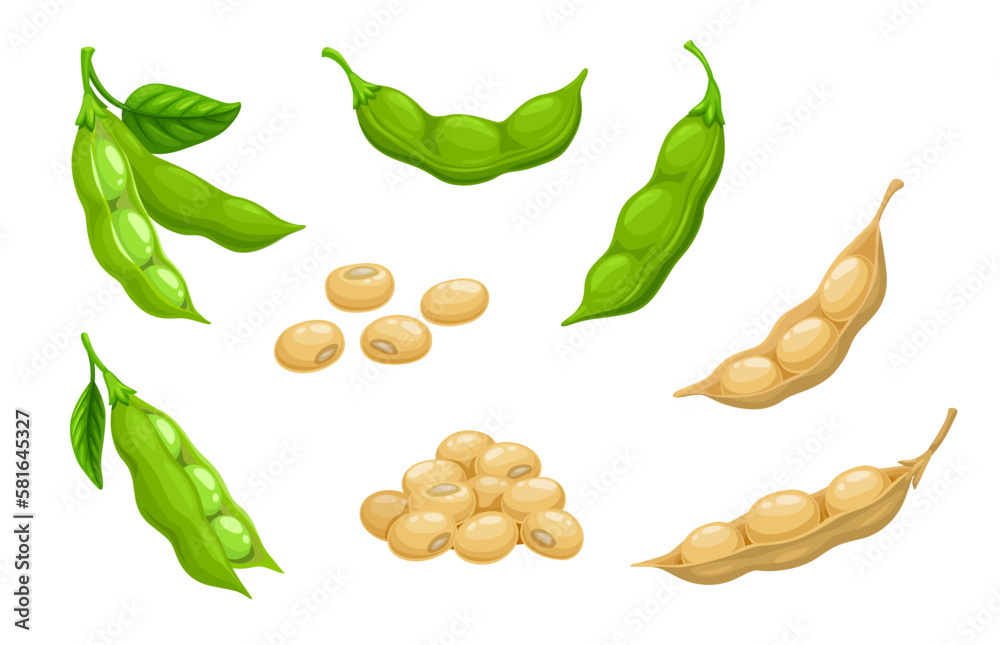 Raw soy, soybeans pods isolated vector set. Green fresh and dry bean husk with seeds and leaves