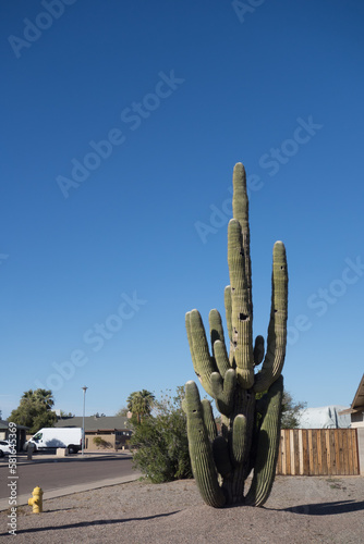 Southwestern style landscape at residential street with mighty huge Saguaro cactus, Phoenix, Arizona