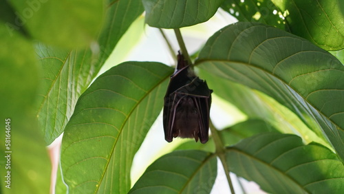 Short-nosed Fruit Bat、学名Cynopterus sphinx、通称短吻果蝠、または犬蝠、印度犬果蝠とも呼ばれます。 photo