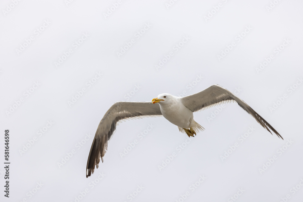 Fototapeta premium Seagull in flight.