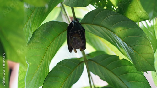 Short-nosed Fruit Bat|Cynopterus sphinx|短吻果蝠|犬蝠|印度犬果蝠 photo