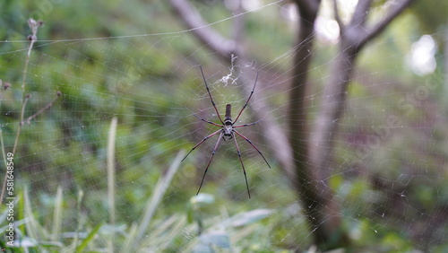 Nephila pilipes|Nephila kuhli |人面蜘蛛|斑絡新婦