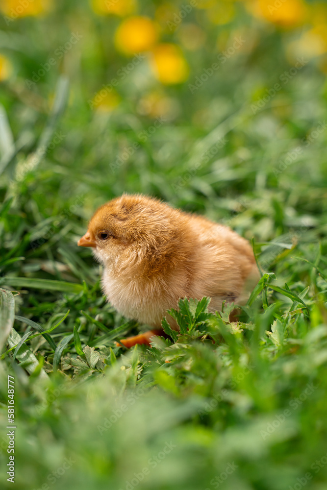 Tiny beige chick in green grass, yellow flowers in the background.