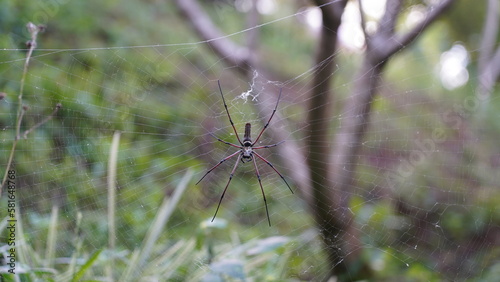 Nephila pilipes|Nephila kuhli |人面蜘蛛|斑絡新婦