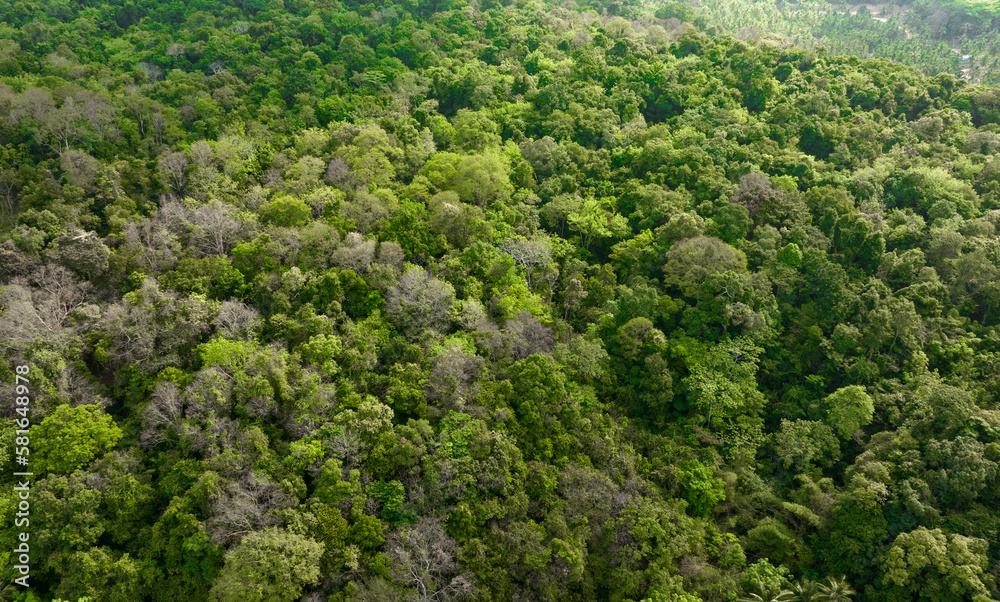 aerial view of dark green forest Abundant natural ecosystems of rainforest. Concept of nature forest preservation and reforestation. aerial view of dark green forest Abundant natural ecosystems of rainforest. Concept of nature forest preservation and reforestation.