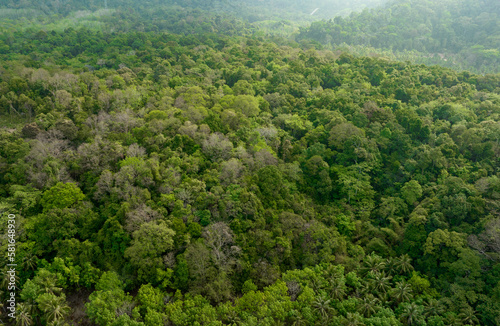 aerial view of dark green forest Abundant natural ecosystems of rainforest. Concept of nature  forest preservation and reforestation.