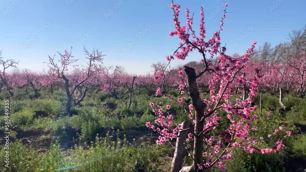 Blossoming peach tree branches. Spring peach garden 4k
peach blossom forest in spring moving shot blue sky background wild grass red fresh blossom blooming peach tree hazy day middle east agriculture