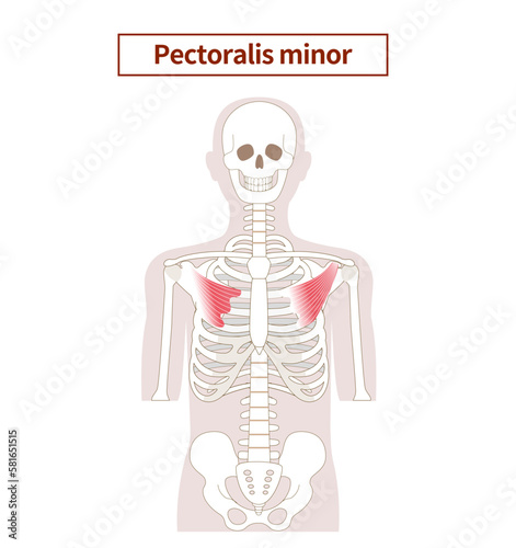 Illustration of the anatomy of the pectoralis minor muscle