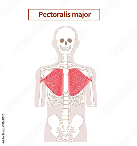 Illustration of the anatomy of the pectoralis major muscle