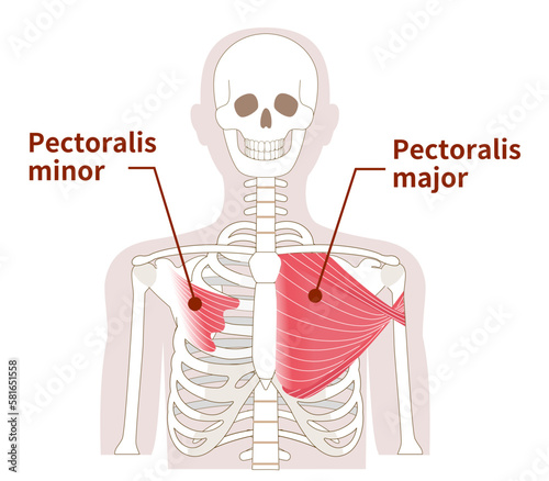Illustration of the anatomy of the pectoralis major and minor muscle photo