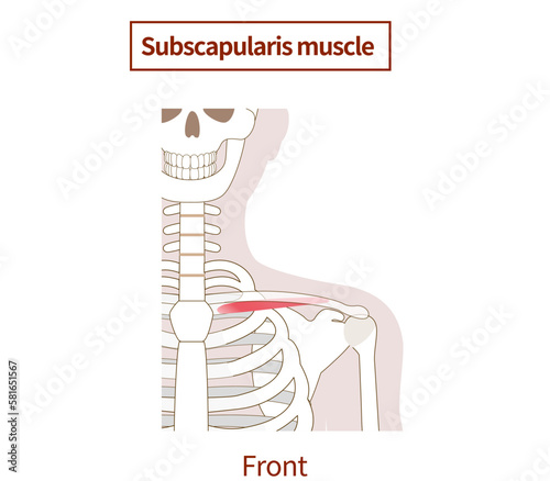 Illustration of the anatomy of the subclavius muscle photo