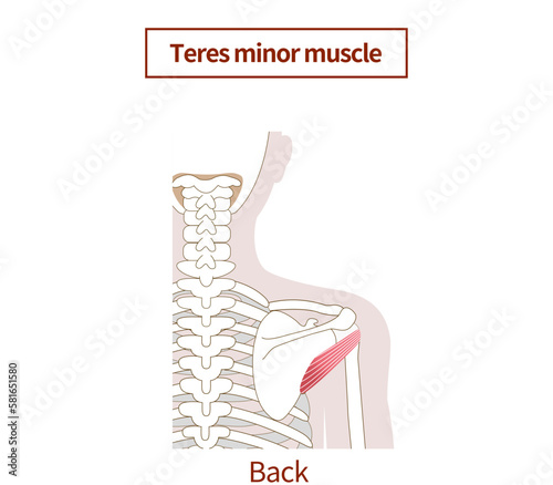Illustration of the anatomy of the teres minor muscle Rotator Cuff photo
