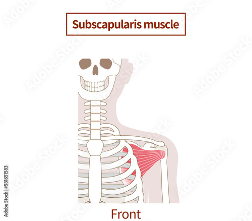 Illustration of the anatomy of the subscapularis muscle  Rotator Cuff