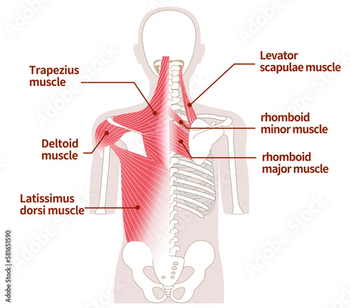 Large muscles in the back of the human body Outer and inner muscles