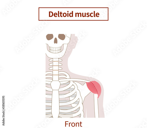 Illustration of the anatomy of the erector deltoid muscle