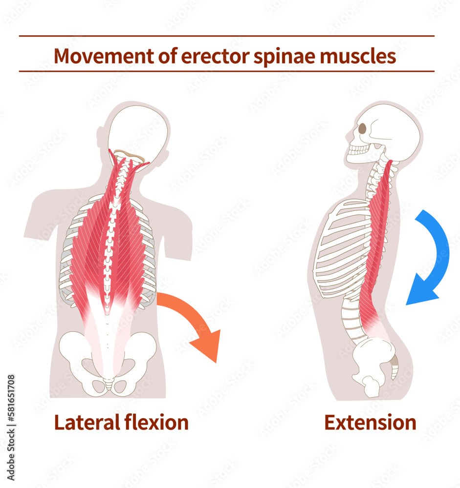 Movement and action of erector spinae muscles Stock Vector Adobe Stock