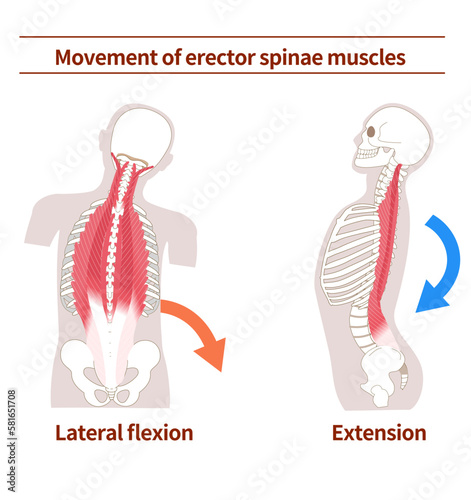 Movement and action of erector spinae muscles photo