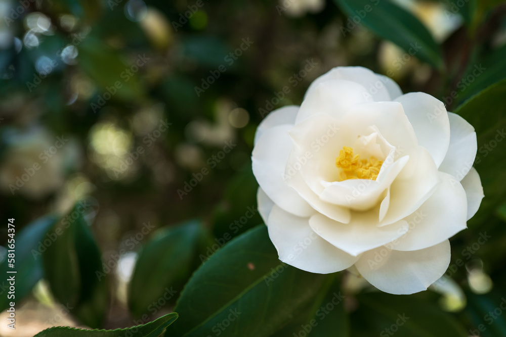 花 花