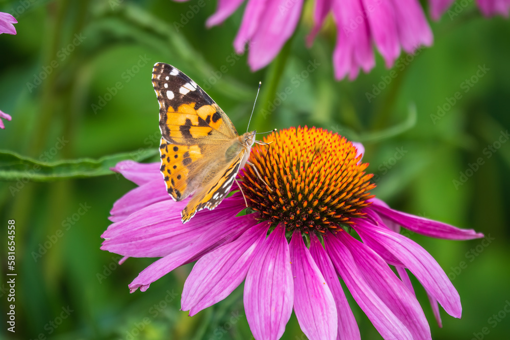 Beautiful butterfly painted lady or Vanessa cardui sitting on purple Echinacea flower in the summer. Close up. Macro.