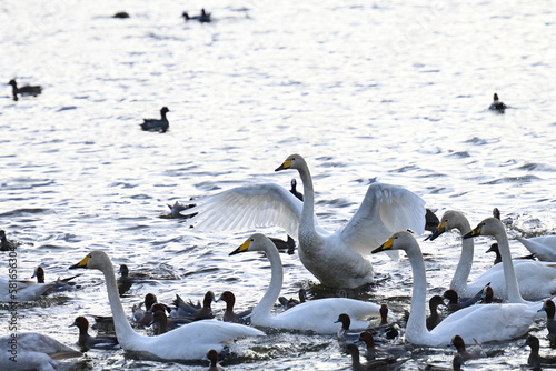 Scenery of a lake with swans that fly to Japan to spend the winter