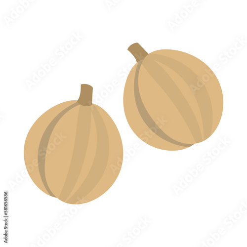白豆蔲（ビャクズク）。フラットなベクターイラスト。
Round cardamom. Flat designed vector illustration.