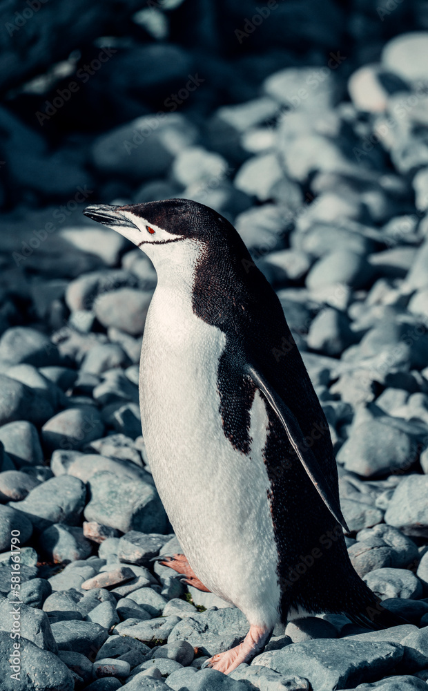 Fototapeta premium Chinstrap Penguin in Antarctica on Rocky Coast