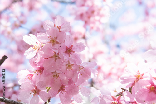 ピンク桜を咲く