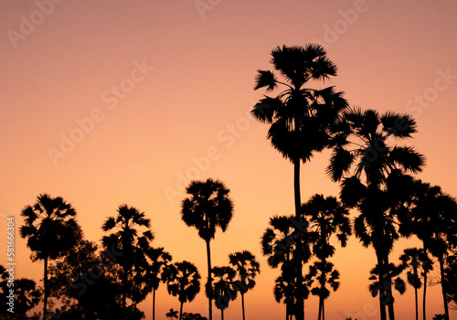 Palm tree silhouette on sunset background